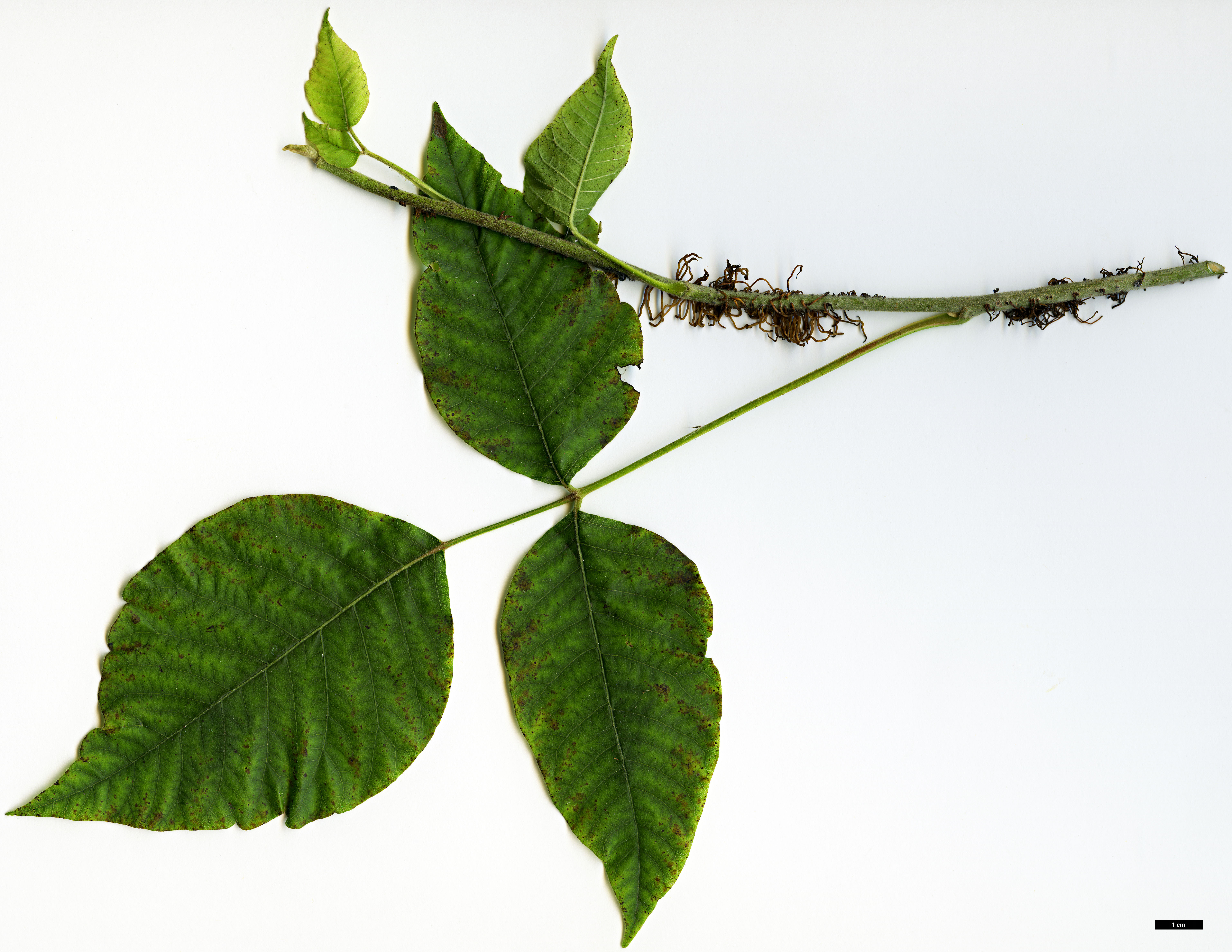 High resolution image: Family: Anacardiaceae - Genus: Rhus - Taxon: radicans